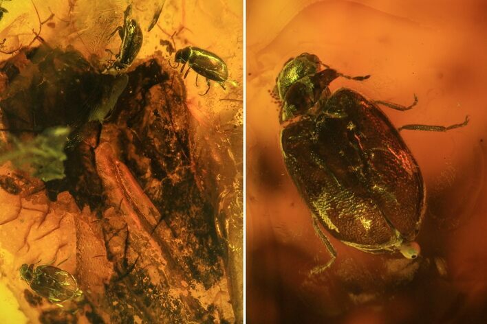Three Fossil Beetles (Coleoptera) In Baltic Amber #73352